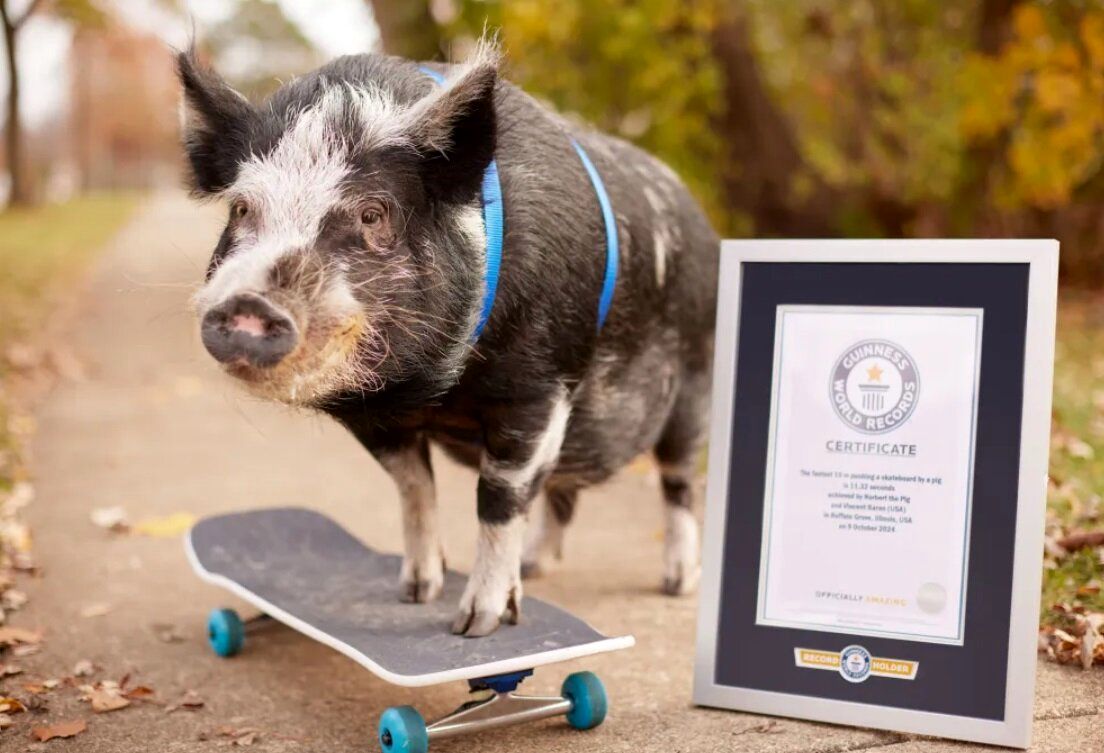 عجیب ترین رکوردهای گینس ۲۰۲۵؛ از نگه داشتن چوب کبریت در بینی تا خوک اسکیت‌باز