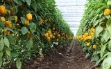 صادرات70 درصد از تولیدات گلخانه‌ای هرمزگان