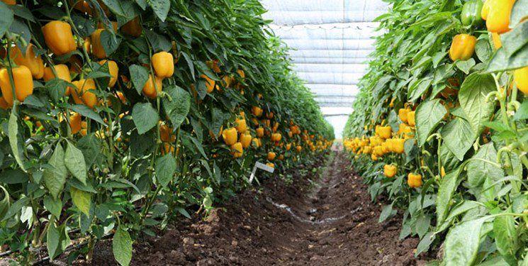 صادرات70 درصد از تولیدات گلخانهای هرمزگان