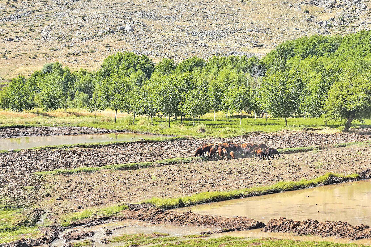 اسناد ۵۹ درصد اراضی کشاورزی اصفهان صادر شد
