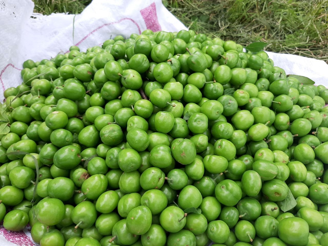 اتفاقی که بعد از مصرف زیاد گوجه‌سبز در بدن می‌افتد