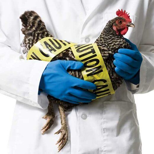 هشدار درباره ابتلا به آنفلوآنزای پرندگان