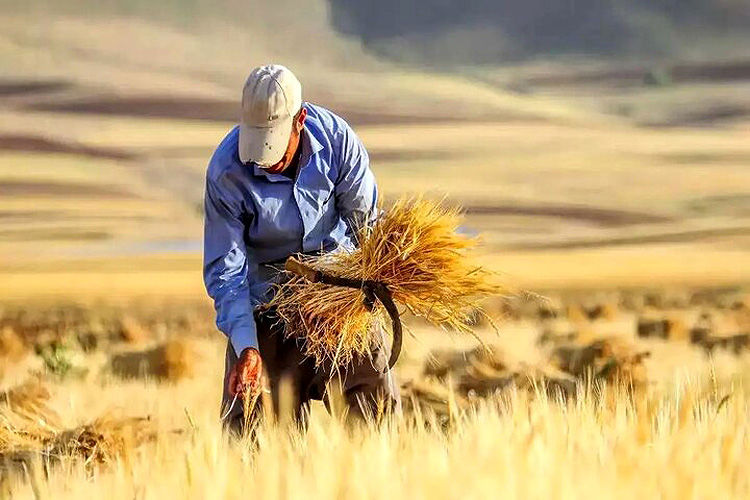 زنجیره معیوب قیمت‌گذاری گندم
