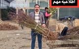 آخرین فرصت کشت پاییزه نهال بادام یارانه ای را از دست ندهید! باغداران حرفه ای عجله می کنند!