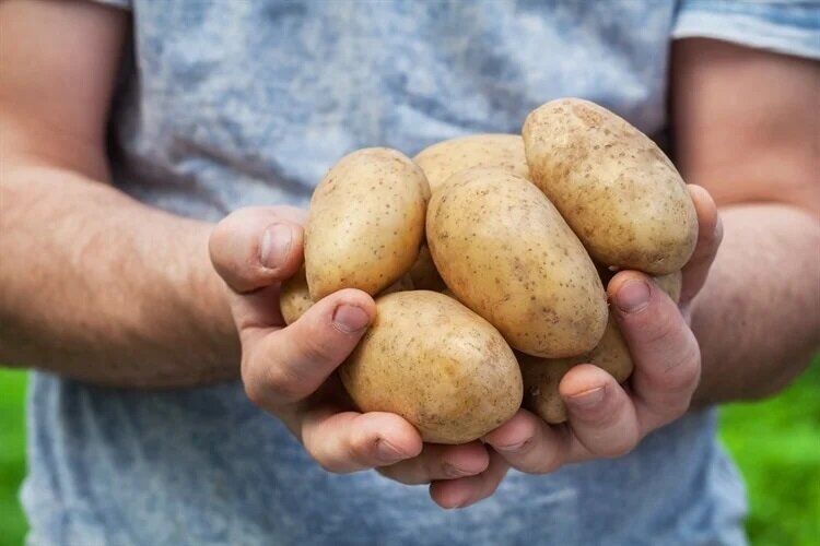 سیب زمینی سرخ شده را با این خوراکی‌ها بخورید

