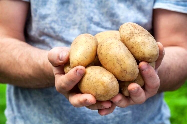 سیب زمینی سرخ شده را با این خوراکی‌ها بخورید
