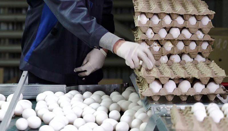 تخم مرغ گران شد/نرخ مصوب چقدر است؟