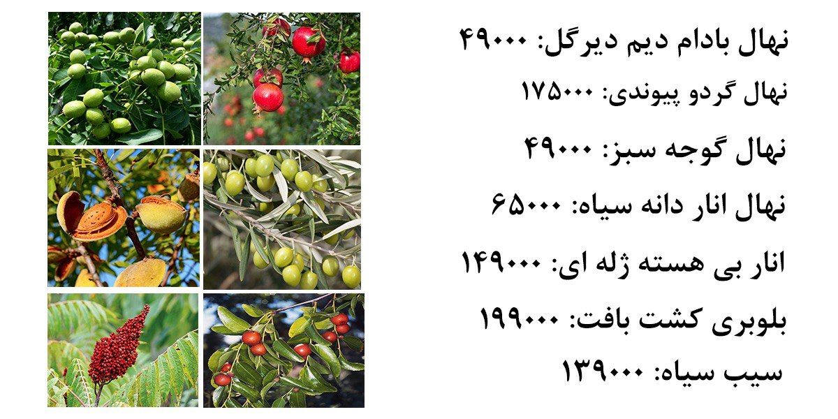 جشنواره فروش ویژه عیدانه 1170 رقم نهال اصلاح شده زودباره با باردهی تضمینی ارسال یکروزه