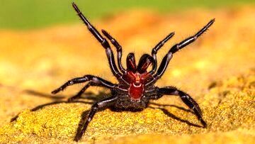کشف مهم درباره کشنده‌ترین عنکبوت جهان