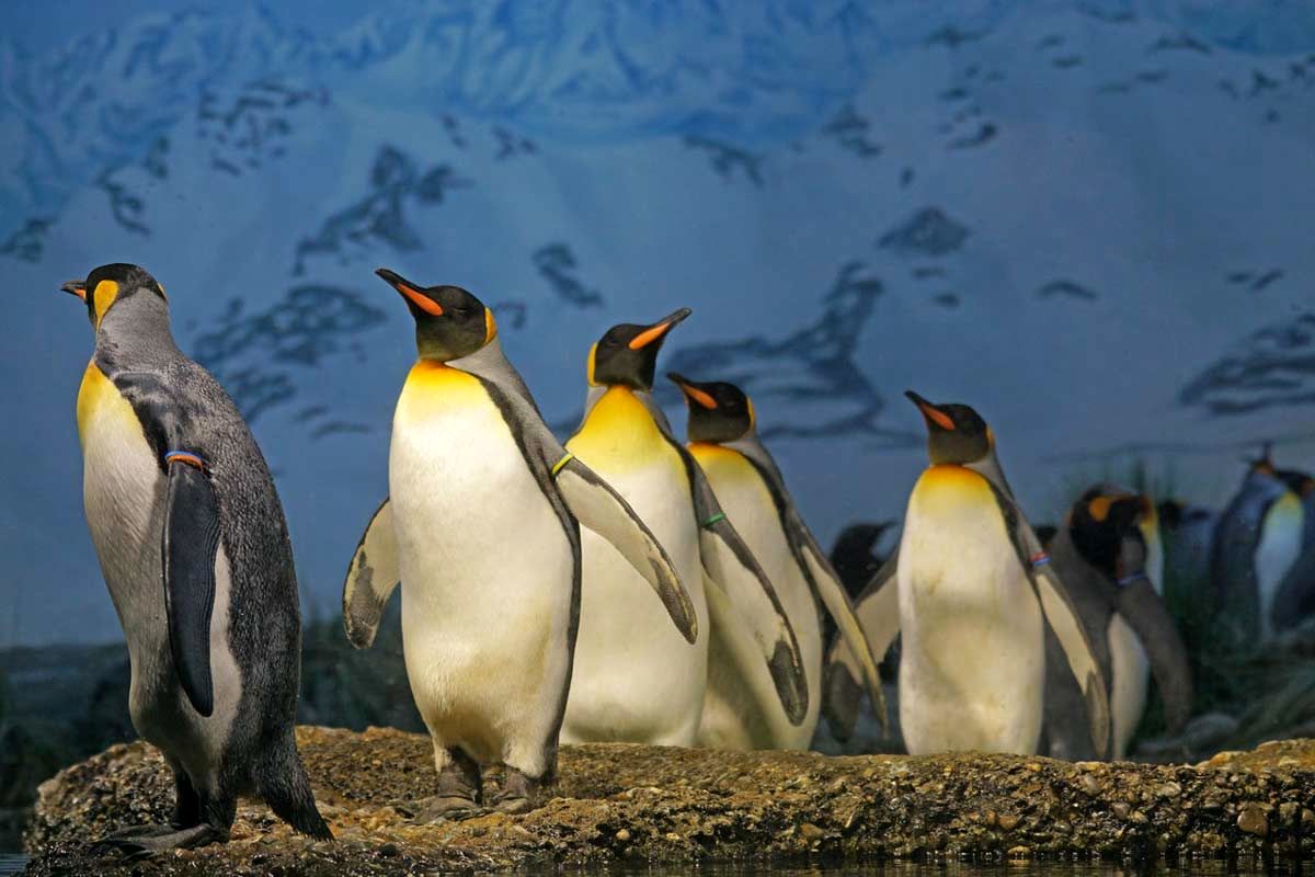 عکسی از یک پنگوئن استثنایی/ این پنگوئن زرد رنگ است+ عکس