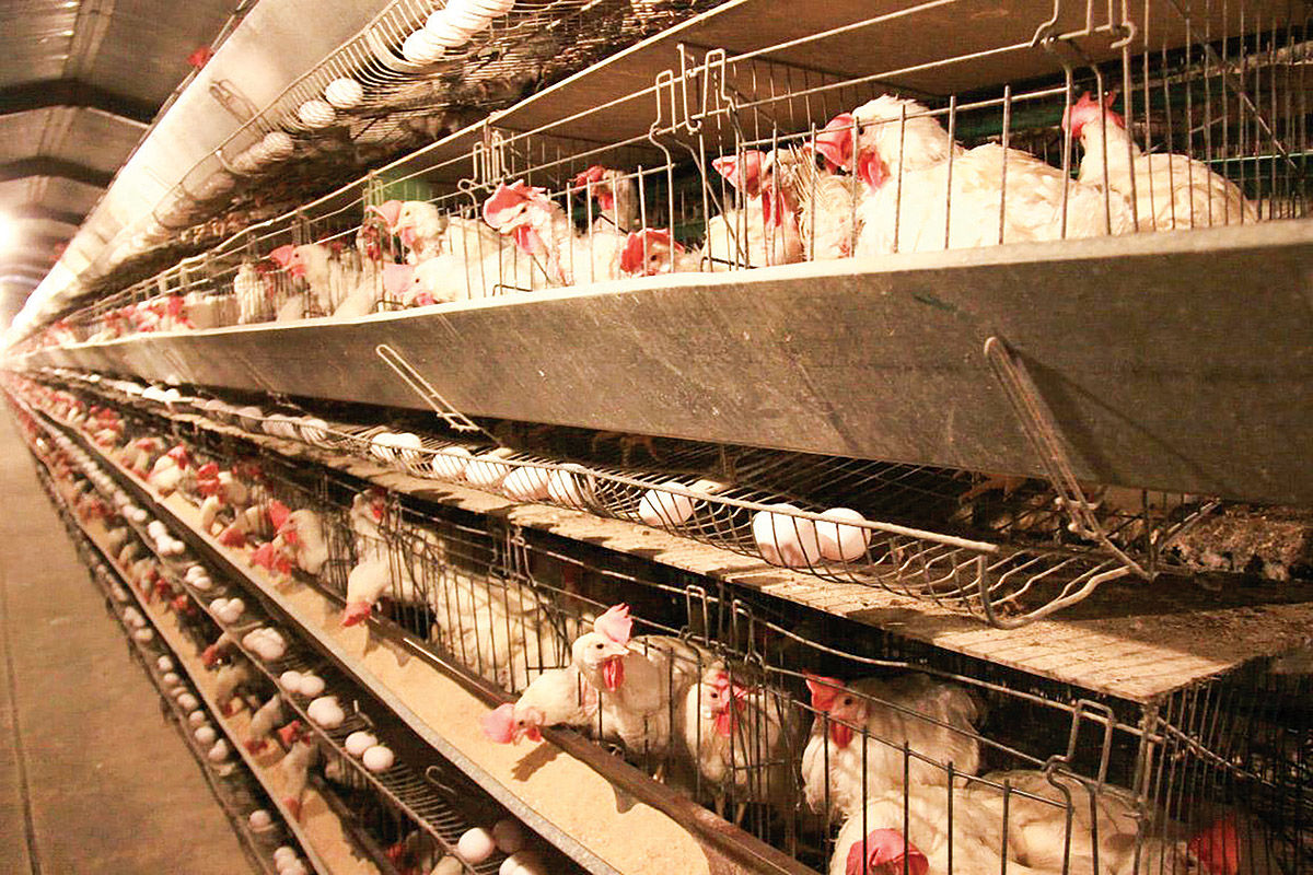 خطر پرواز قیمت مرغ