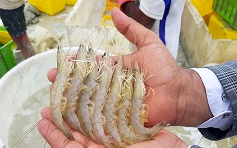 سهم هرمزگان در تولیدات شیلاتی کشور