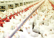 مازاد تولید مرغ صادر می‌شود