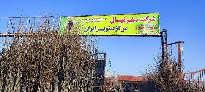 آغاز جشنواره فروش نهال یارانه ای، نهال صنوبر نیگرا از 6 هزارتومان و انواع نهال میوه مقاوم به کم آبی فقط 38 هزارتومان!