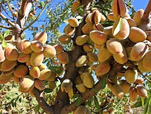 شرکت غرب نهال  رکوردار تولید نهال بادام پایه کوتاه در کشور