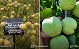 نکات طلایی خرید نهال گردو و احداث باغ آن