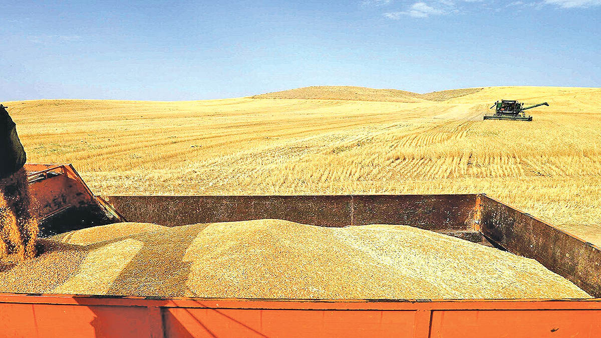 درسال‌زراعی جاری افزون بر ۱۹۲ هزار تُن گندم در استان اصفهان تولید شد