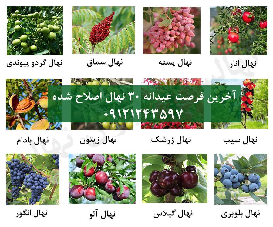 آخرین فرصت فروش ویژه 30 رقم نهال اصلاح شده زودبارده + تضمین باردهی و ارسال یکروزه !