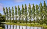 آخرین فرصت خرید نهال صنوبر یارانه ای جهاد کشاورزی در سالم نهال با قیمت استثنایی 5 و 10 هزارتومان