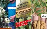 بهترین ارقام نهال گردو مقاوم به خشکی و سرما 09144501008