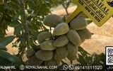 نهال گردو، بادام و صنوبر را با بهترین کیفیت و کمترین قیمت بخرید