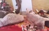 کشتار و عرضه گوشت الاغ و اسب ممنوع شد