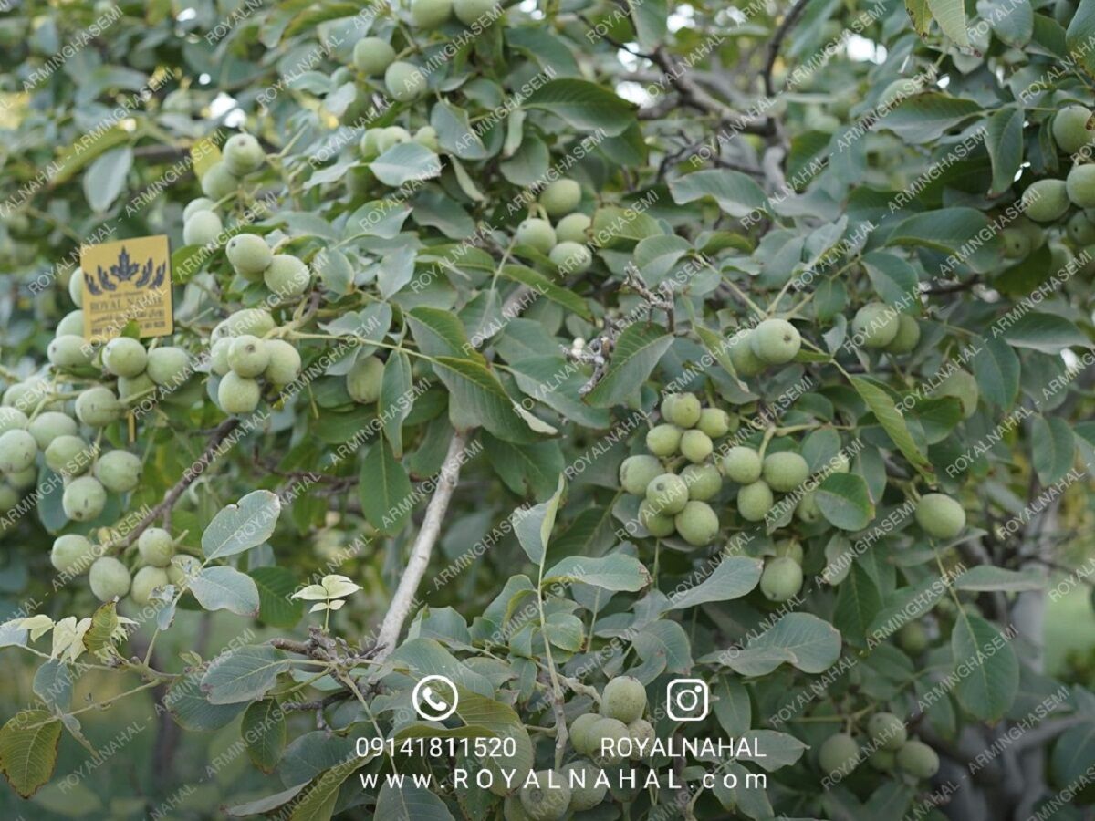 فروش  ویژه نهال گردو پیوندی  لیبل دار در  نهالستان نمونه کشوری