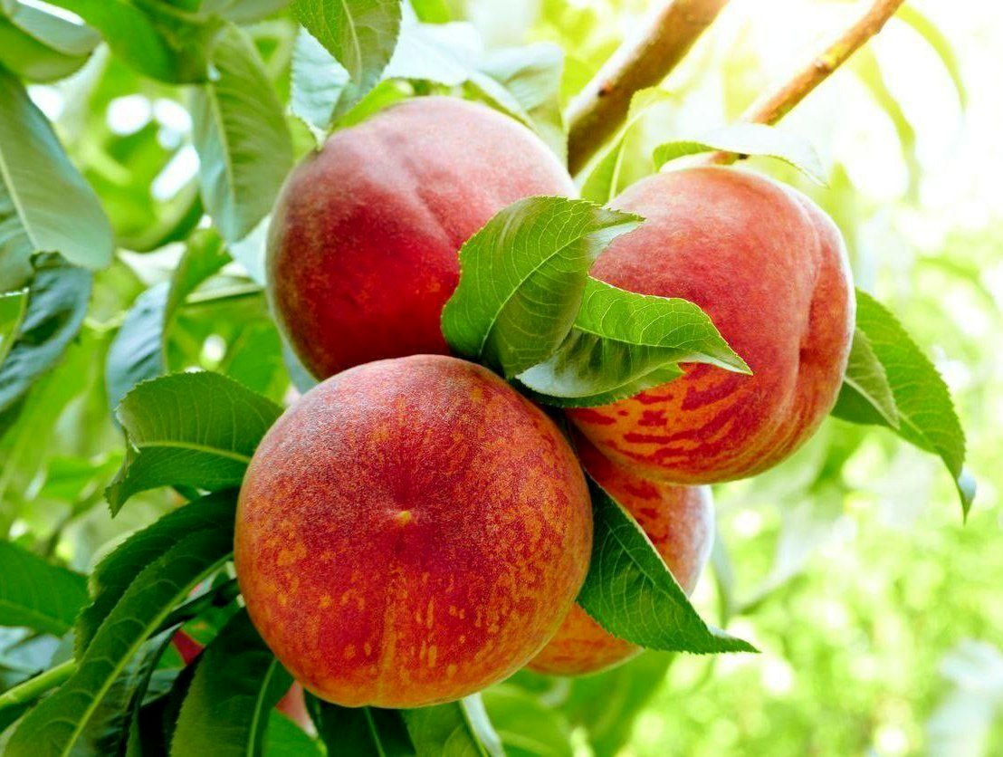 آذربایجان شرقی قطب تولید هلو در کشور با ۷۰ هزار تن برداشت 
