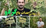 8 راز طلایی احداث باغ خشکبار پر درآمد!