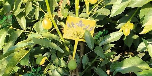 بزرگترین و تخصصی ترین تولید کننده نهال گردو و بادام