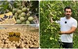 درآمد 15 میلیاردی درهکتار با کاشت نهال گردو ژنوتیپ رویال  تیپ7