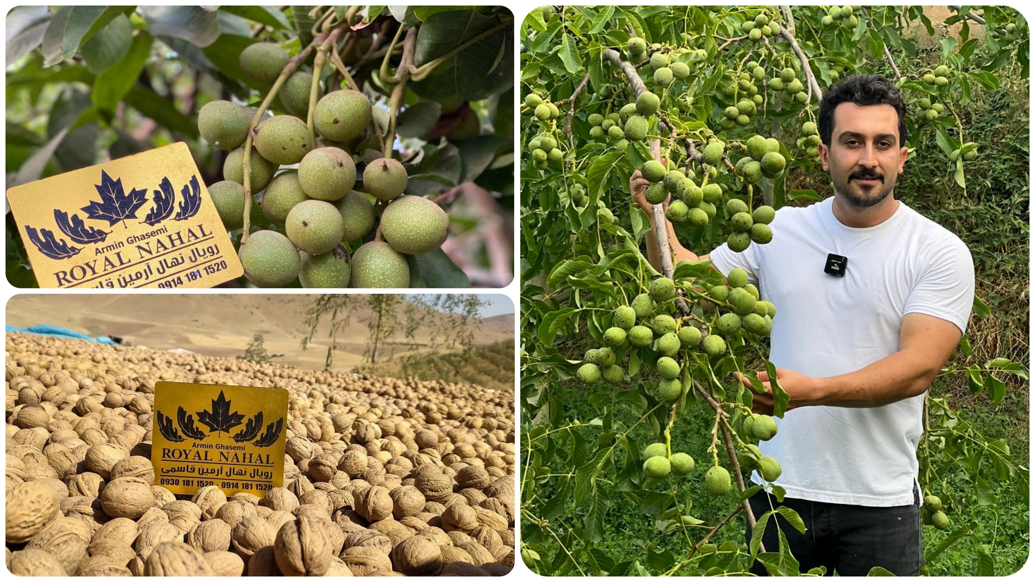 درآمد 15 میلیاردی درهکتار با کاشت نهال گردو ژنوتیپ رویال تیپ7