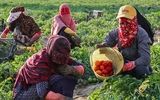 محصولات کشاورزی هرمزگان نیازمند بازاریابی خارجی