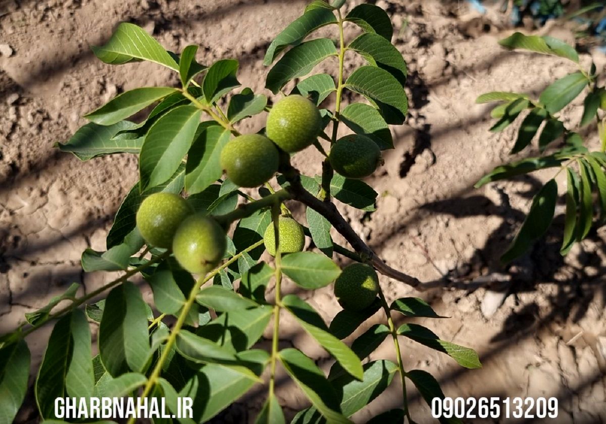 آخرین فرصت خرید نهال گردو ژنوتیپ 80 هزار تومانی تا 20م فروردین ماه