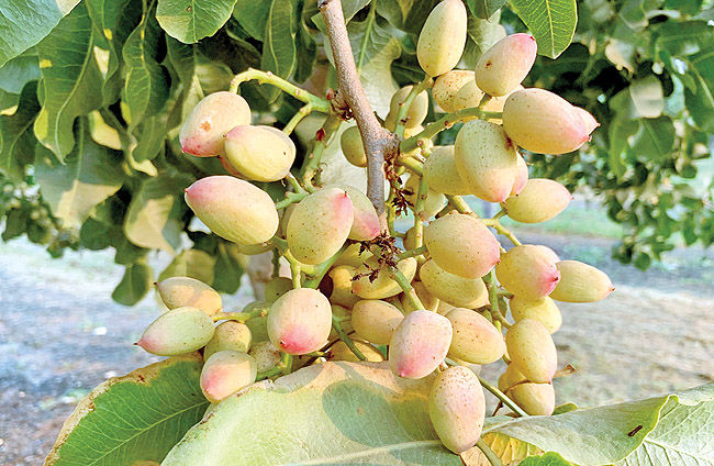  افزایش ۲۴ درصدی برداشت پسته در آذربایجان‌شرقی