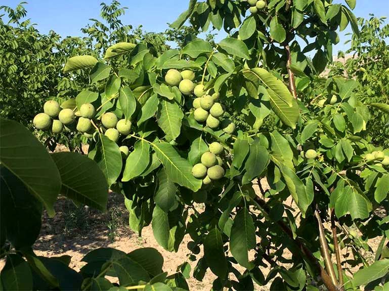 ثروت سبز با خرید نهال میوه اصلاح شده یارانه ای تنها با 37 هزارتومان، نهال گردو یارانه ای بخر، نهال بادام جایزه ببر!