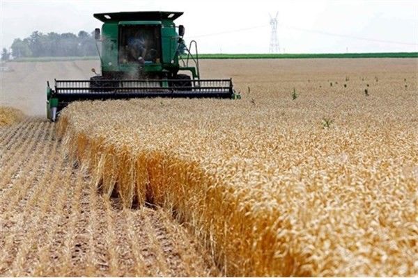 نماینده مجلس: دولت برای حمایت از کشاورزان قیمت گندم را افزایش داد 