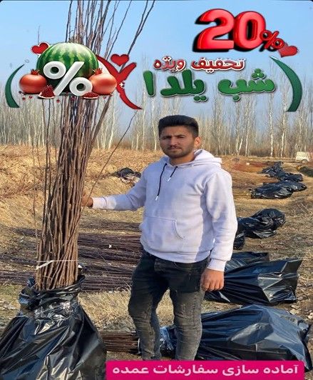خرید نهال‌ های پربار گردو و بادام با 20٪ تخفیف ویژه یلدایی + هدیه رایگان! این یلدا باغتو بساز!
