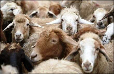 ترخیص گوسفندان پرحاشیه با وساطت وزیر!