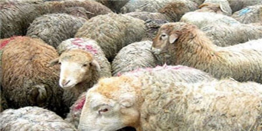 بی رونقی در مراکز فروش دام در عید قربان/جلوه فشار اقتصادی بر حاجی‌ها