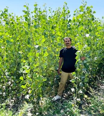 خرید نهال یارانه ای صنوبر یک ساله و 2ساله فقط با قیمت استثنایی 5هزار تومان و 15هزار تومان