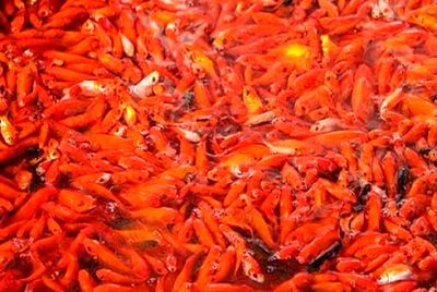 از خریدن این ماهی قرمزها برای عید خودداری کنید