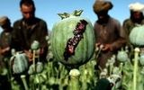 تغییر الگوی مصرف مواد مخدر در ایران