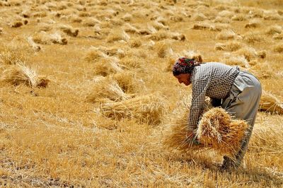 میزان خرید گندم از کشاورزان اعلام شد