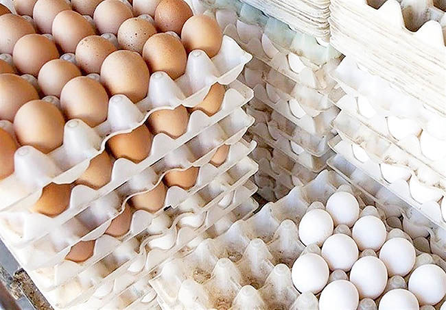 صادرات تخم‌مرغ متوقف شد
