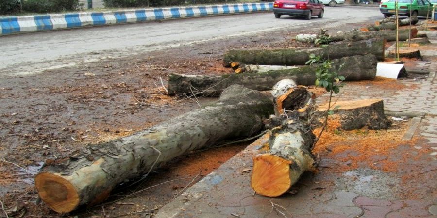 بررسی درخواست شهردار تهران درباره جریمه قطع درختان