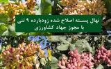 نهال پسته اصلاح شده زودبارده 9 تنی با مجوز جهاد کشاورزی