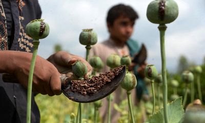 در استانی که قبلا برنج می‌کاشتند حالا به کشت خشخاش روی آورده‌اند / روایتی از افزایش کشت خشخاش