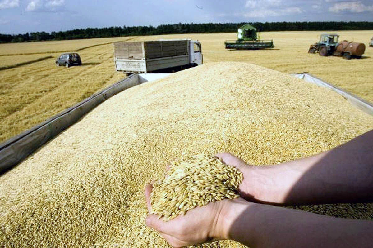 خرید تضمینی گندم در اصفهان از مرز ۶۵۰۰ تن گذشت