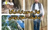 برداشت سودهای میلیاردی از زمین های کوچک، با کاشت نهال  صنوبر نیگرا ترک!!!
